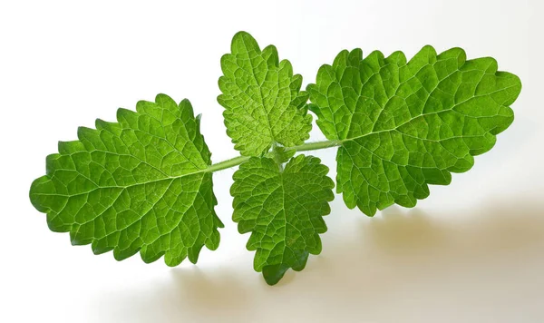 Taze Melisa yaprakları, melissa izole