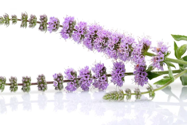 Flores de hortelã isoladas em branco — Fotografia de Stock