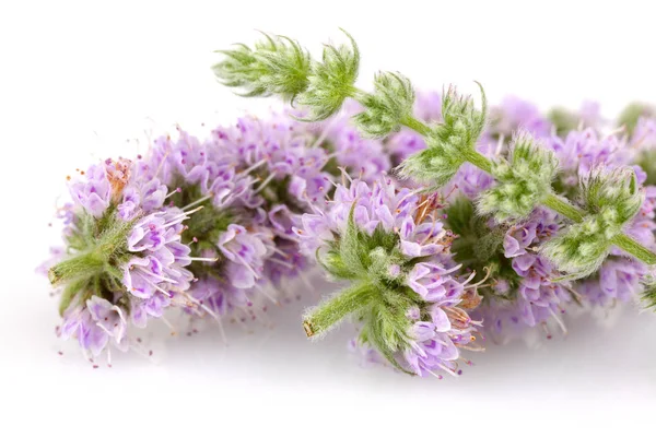 Flores de hortelã isoladas em branco — Fotografia de Stock