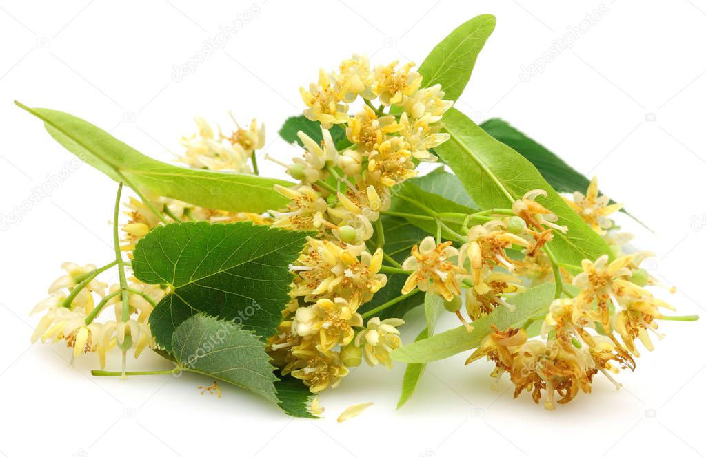 Fresh linden flowers and leaves isolated on white