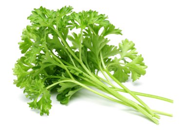 Taze yeşil maydanoz.