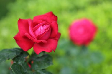 Yeşil arkaplanda kırmızı gül