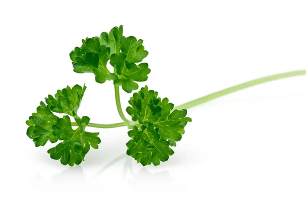 Fresh green parsley isolated on white — Stock Photo, Image