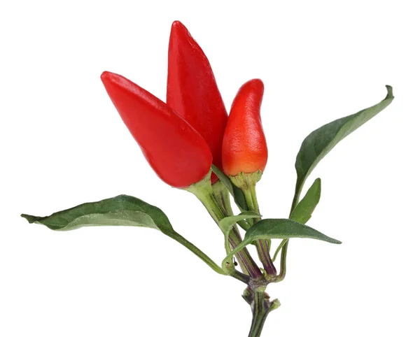 Rote Paprika und Blätter isoliert auf weißem — Stockfoto