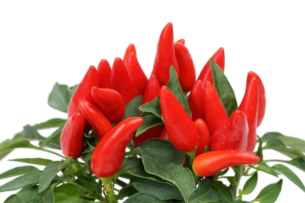 Pimientos rojos y hojas aisladas en blanco — Foto de Stock