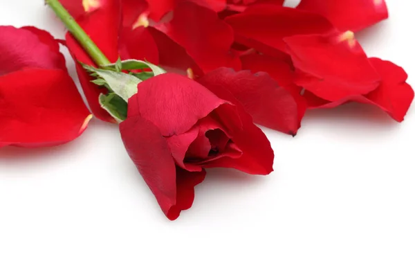 Rosa rossa singola e petali isolati su bianco — Foto Stock