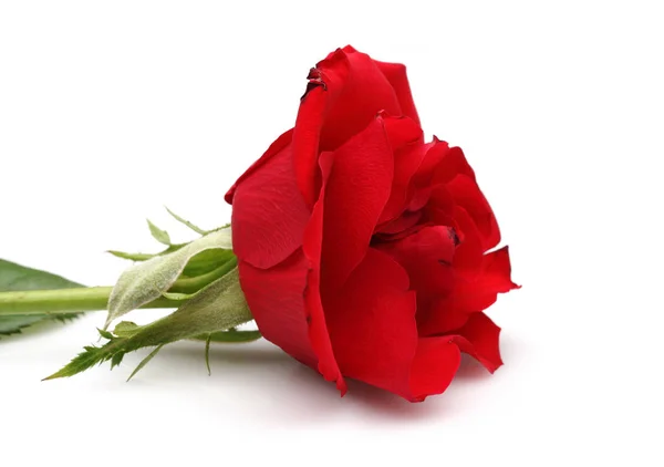 Pojedynczy czerwona róża na białym tle — Zdjęcie stockowe