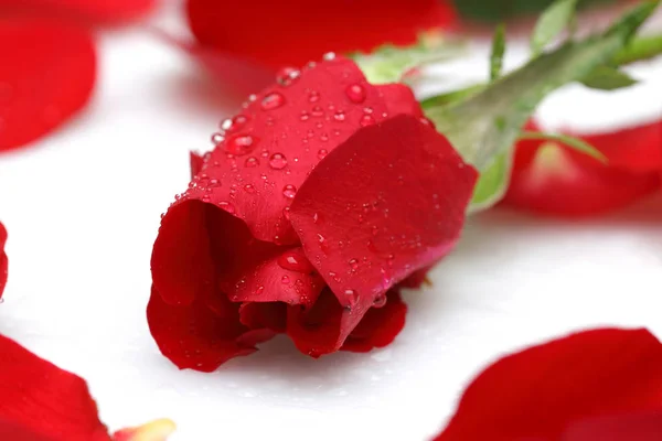Gocce d'acqua su rosa rossa isolata su bianco — Foto Stock