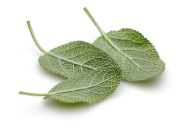 Yeşil adaçayı yaprakları üzerinde beyaz izole