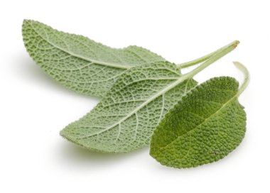 Yeşil adaçayı yaprakları üzerinde beyaz izole