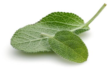 Yeşil adaçayı yaprakları üzerinde beyaz izole