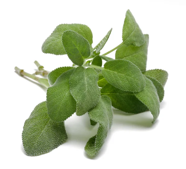 Folhas de sálvia verde isoladas em branco — Fotografia de Stock