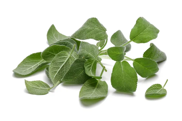 Feuilles de sauge verte isolées sur blanc — Photo