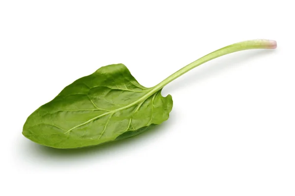 Один свежий лист шпината изолирован на белом — стоковое фото