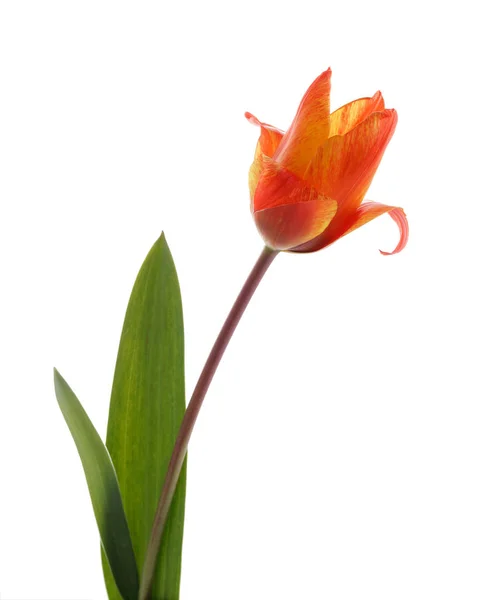 Tulipano giallo rosso con foglie verdi isolate — Foto Stock