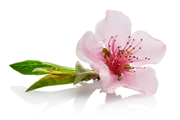 Amandel bloemen met bladeren geïsoleerd op wit — Stockfoto