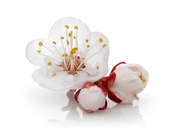 Fiore di mandorla con boccioli isolati su bianco — Foto Stock