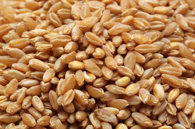 Kuru buğday tanelerinin arka plan makro çekim