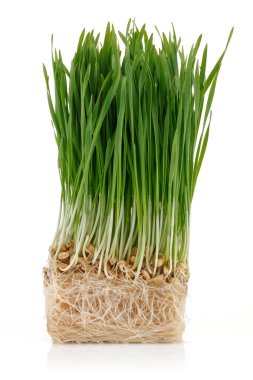 Beyaz üzerinde izole yeşil buğday lahanası