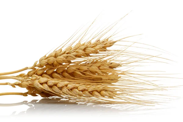 Parta z uší pšenice izolované na bílém — Stock fotografie