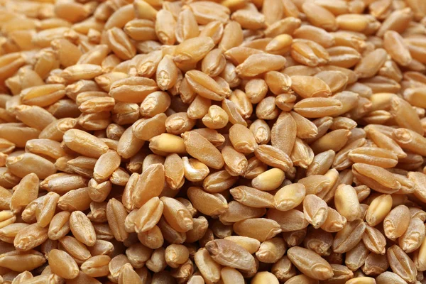 Background of dry wheat grains, macro shot — Stock Photo, Image