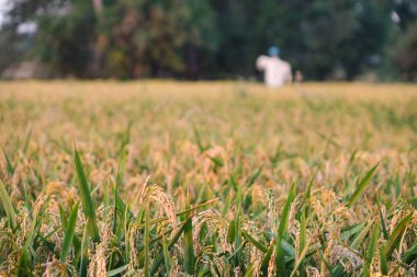 Bir çeltik alanında korkuluk ve pirinç kulakları