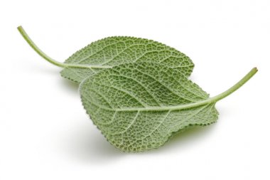 Yeşil adaçayı yaprakları üzerinde beyaz izole