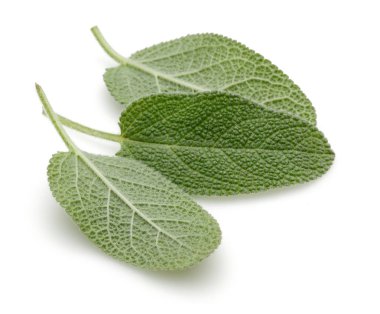 Yeşil adaçayı yaprakları üzerinde beyaz izole