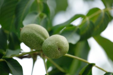 Yeşil ceviz ve ağaç yaprakları