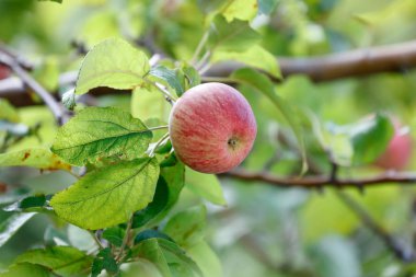 Yaprakları ile bir ağaç dalı üzerinde taze elma