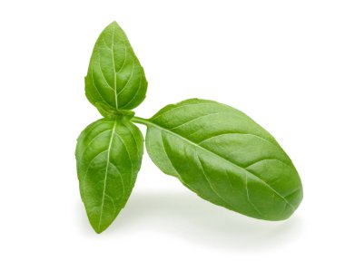 Yeşil fesleğen yaprakları Dalı izole