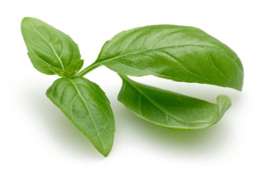 Yeşil fesleğen yaprakları Dalı izole