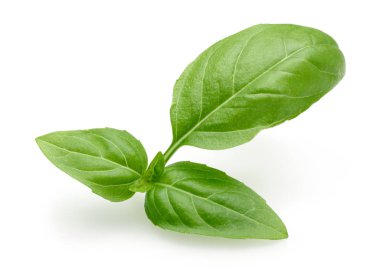 Yeşil fesleğen yaprakları Dalı izole