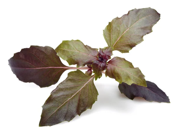Ramo de folhas de manjericão roxo isolado em branco — Fotografia de Stock