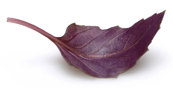 Čerstvý purpurový listový list izolovaný na bílém — Stock fotografie