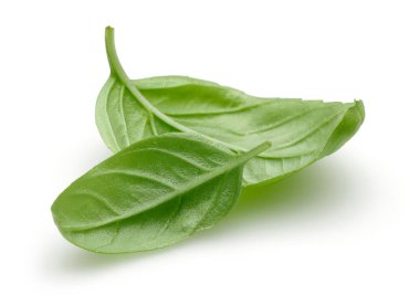 Yeşil taze fesleğen yaprakları üzerinde beyaz izole