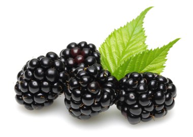 böğürtlen yaprakları üzerinde beyaz izole