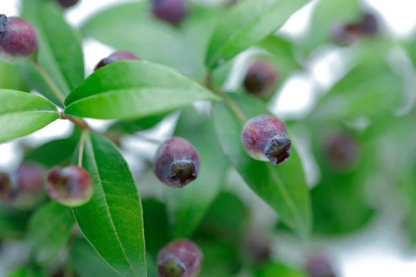 葉と新鮮なブルーベリーの枝 — ストック写真