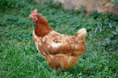 Ücretsiz aralığı tavuk toplama, çim üzerinde 