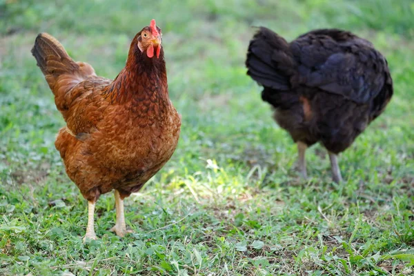 Free range chicken gathering, on grass — Stock Photo, Image