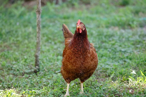 Swobodne zbieranie kurczaka, na trawie — Zdjęcie stockowe