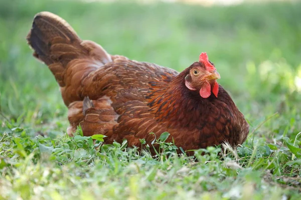 Swobodne zbieranie kurczaka, na trawie — Zdjęcie stockowe