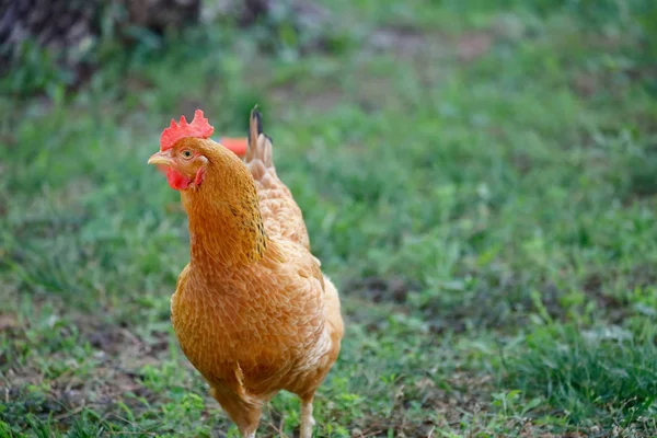 Free range chicken gathering, on grass — Stock Photo, Image