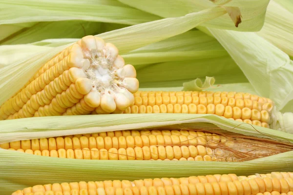 Frischer Mais und Blätter, vollständiger Rahmen — Stockfoto