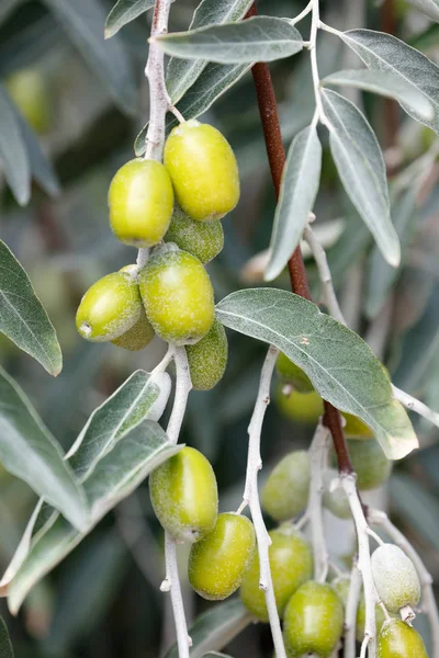Branch with unripe fruits of Elaeagnus, silverberry — Stock Photo, Image