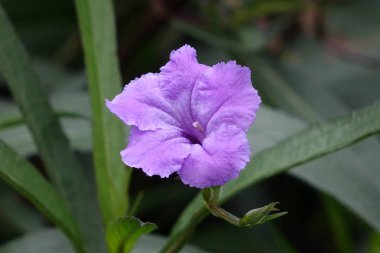 Yeşil doğada güzel mor çiçek