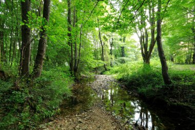Yeşil ormanda bir yol ve bir dere