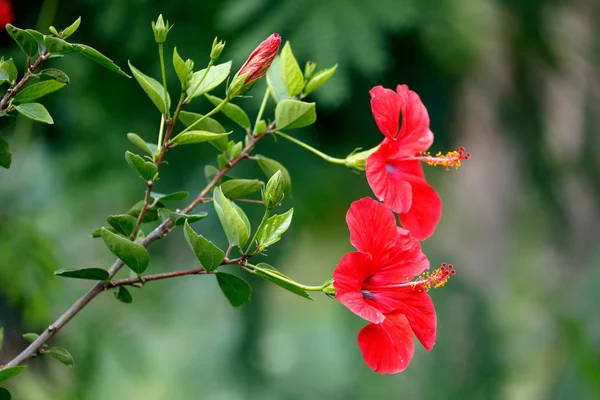 Czerwone kwiaty hibiskusa lub Rose Mallow — Zdjęcie stockowe