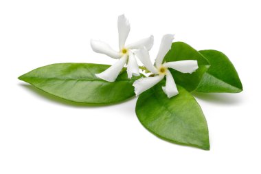 Yaprakları izole ile Yıldız yasemin çiçekleri