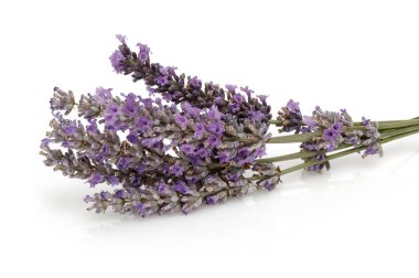 Taze lavanta beyaz izole